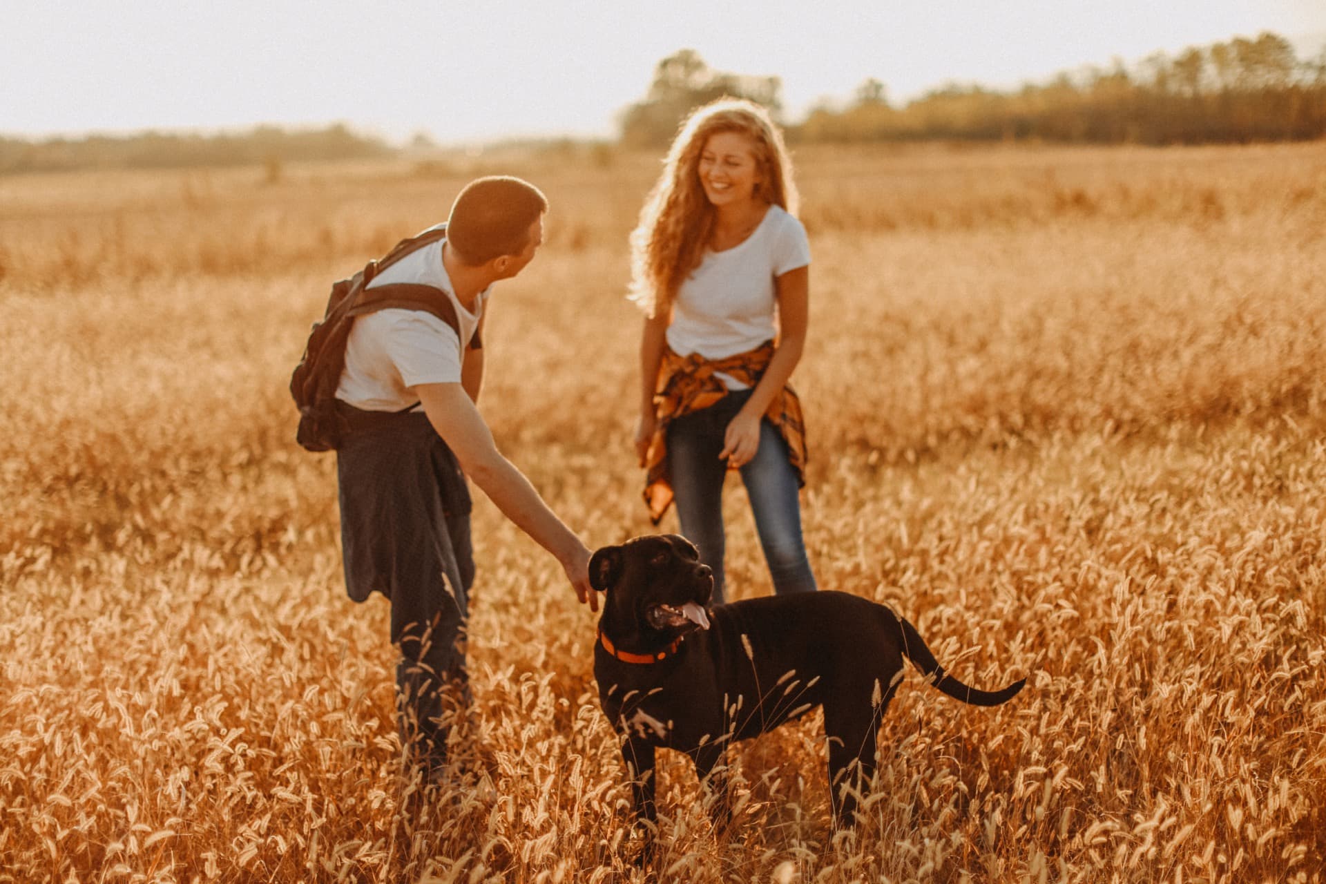 Couple walking with their dog through a golden field at sunset